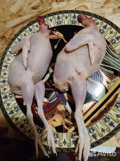 Мясо перепелов