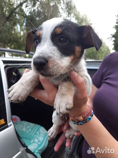 Чудесные малыши ищут добрые руки