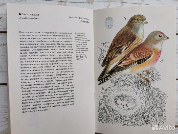 Иллюстрации птиц в винтажной книге