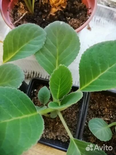 Глоксиния цветущая