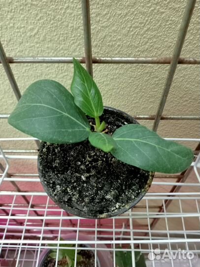 Комнатные цветы