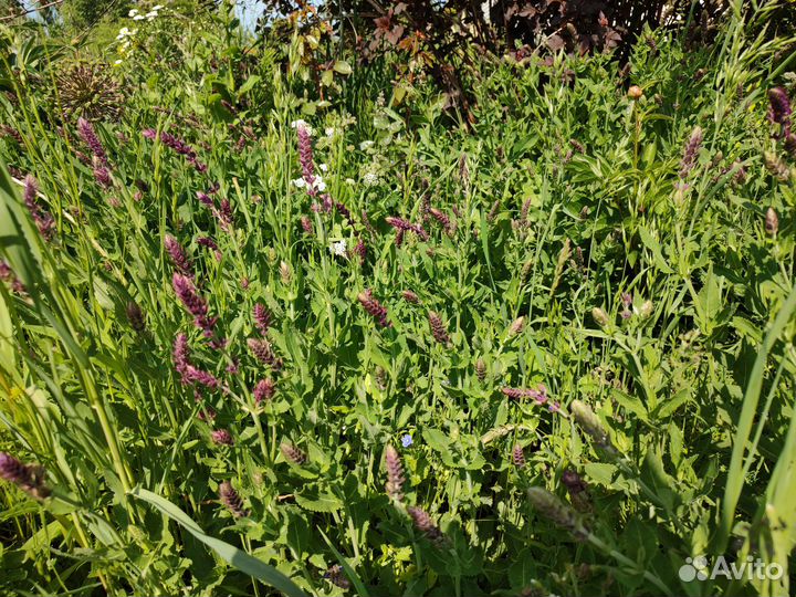 Шалфей дубравный