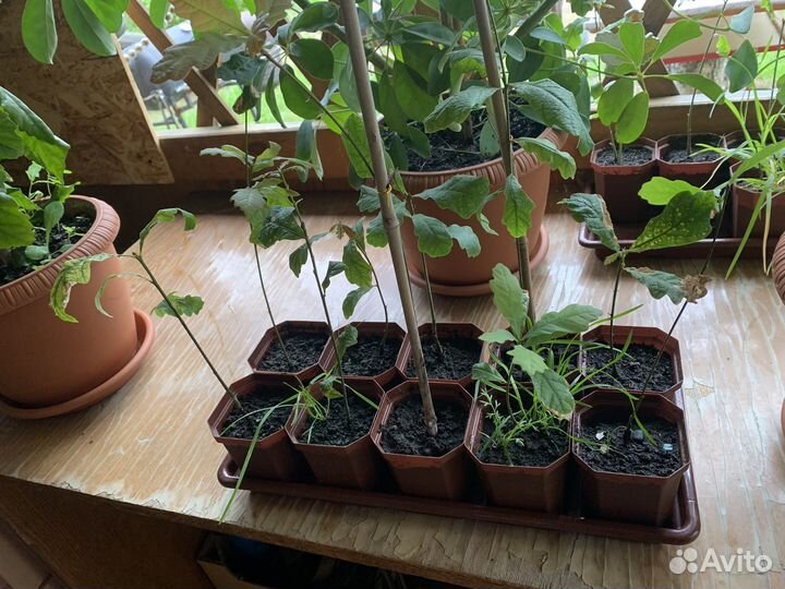 Продам рассаду дубки