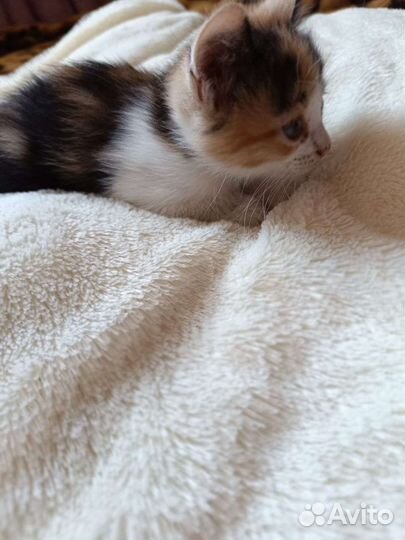 Котята от мышеловки