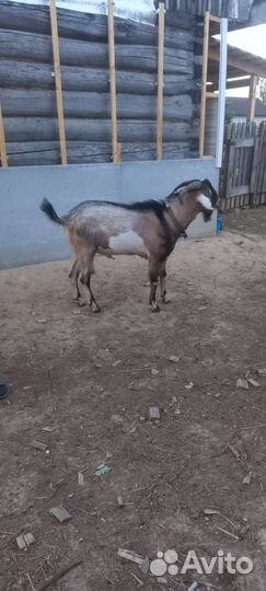 Козел нубиец и альпиец