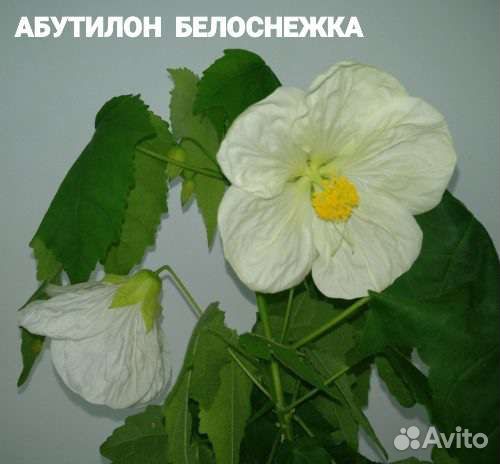 Абутилон (Комнатный Клен)