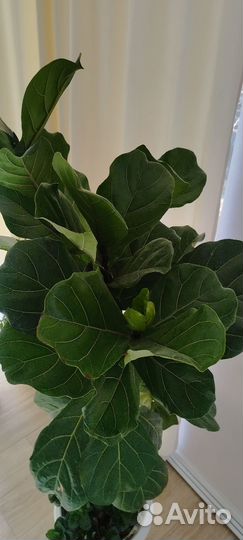 Фикус Лирата 1.7 метра