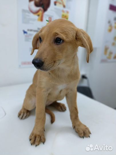 Собака в добрые руки отдам бесплатно