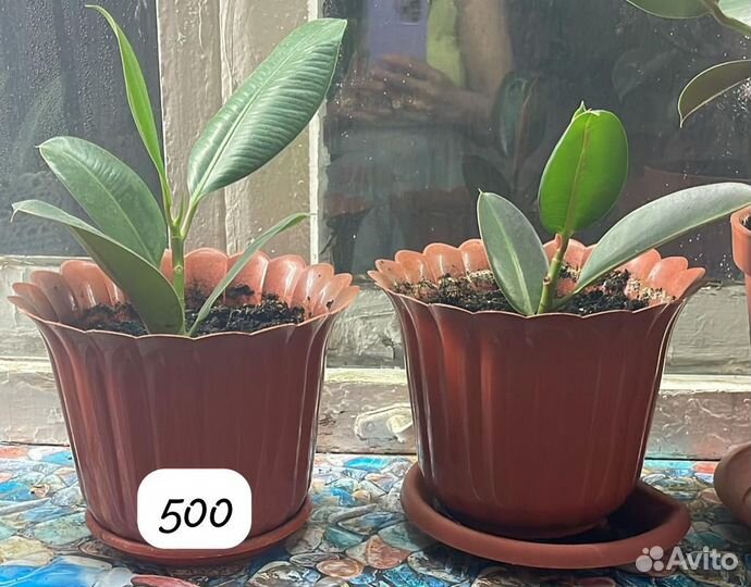 Домашние растения