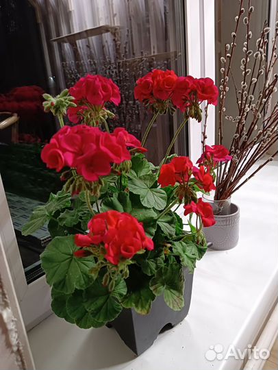 Пеларгония Survivor Rosalinda