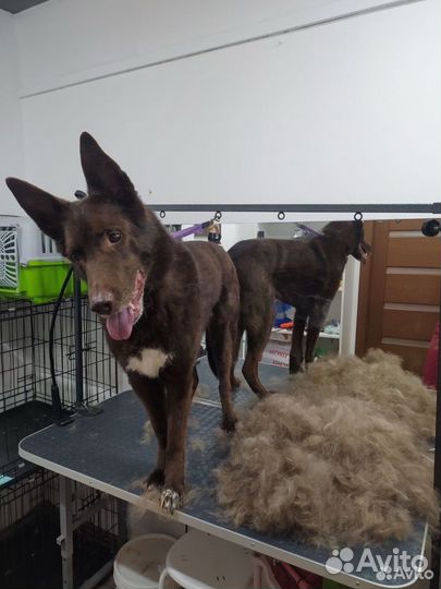 Стрижка собак