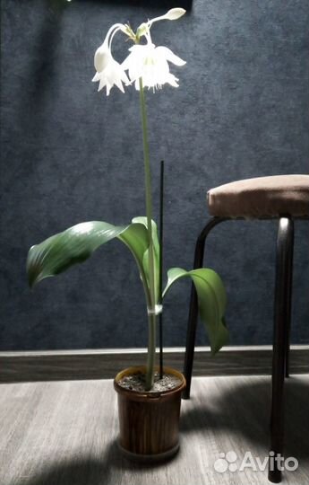 Комнатные цветы: Эухарис амазонская лилия