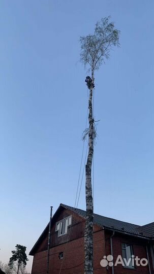 Валка деревьев частями