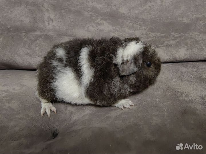 Морские свинки американский тедди девочки