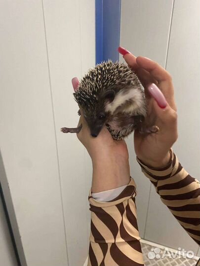 Африканский карликовый еж
