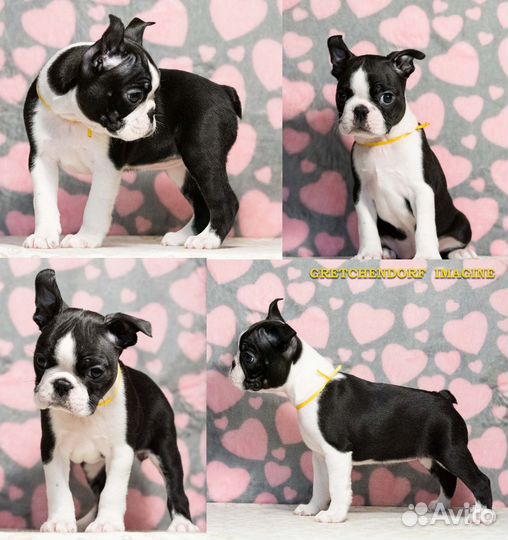 Щенки Бостон терьера