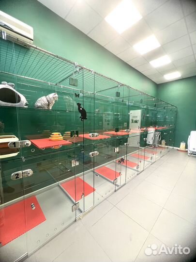 Зоогостиница для кошек, передержка кошек