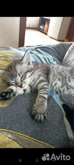 Кошка в дар бесплатно