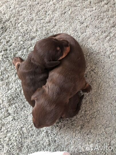 Щенки таксы стандартной жескошерстной