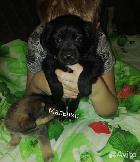 Митисы щенки