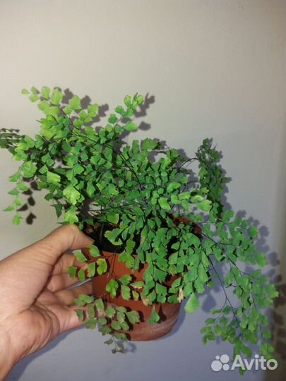 Папоротник Птерис Венерин волос