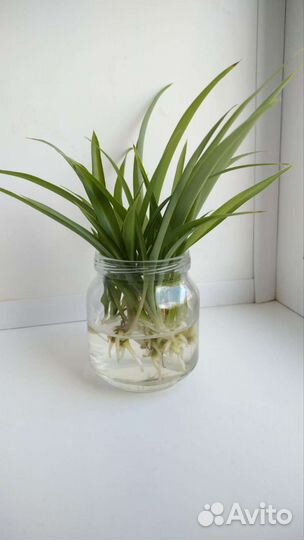 Цветок Хлорофитум