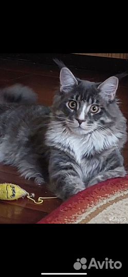 Мейн-кун кошечка