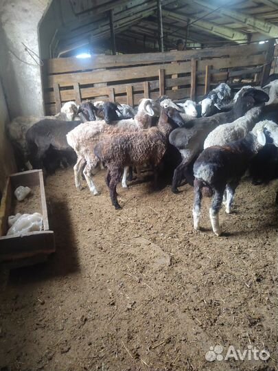 Овцы бараны