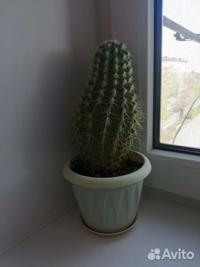 Кактус