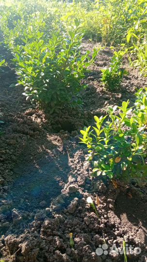 Саженцы самшита