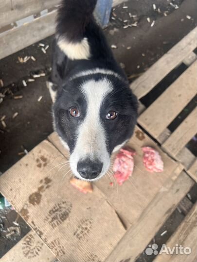 Лайка в добрые руки