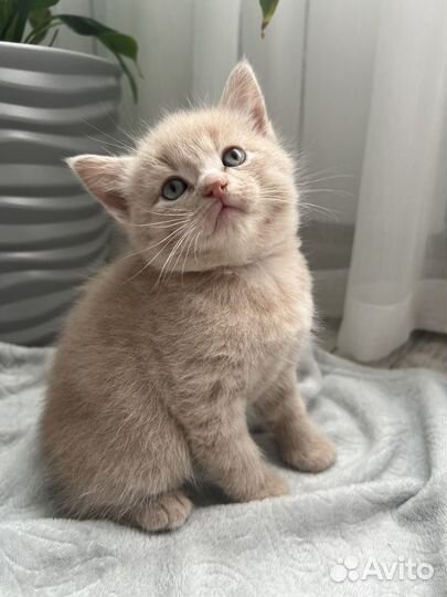 Котятки в добрые руки