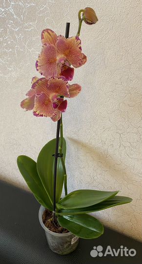 Орхидея фаленопсис Пират Пикоти бабочка