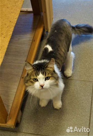 Mapku3a. Cтерилизована