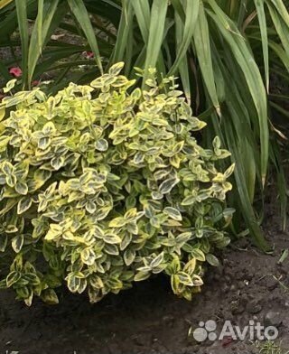 Многолетние садовые растения