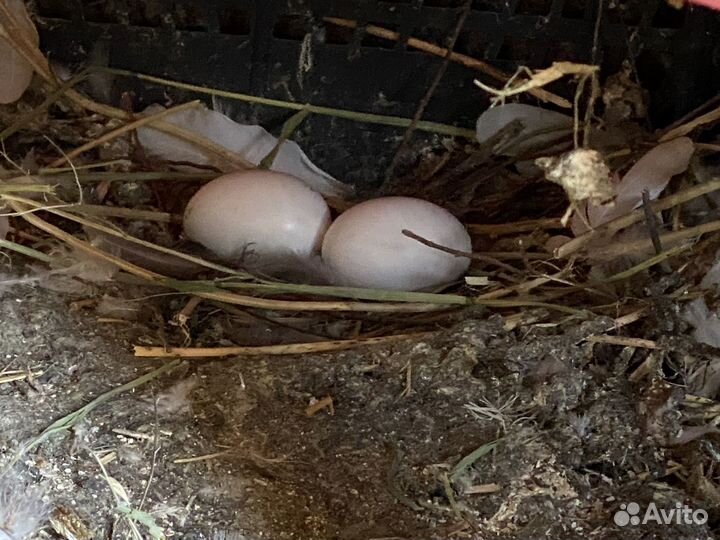 Продажа голубей