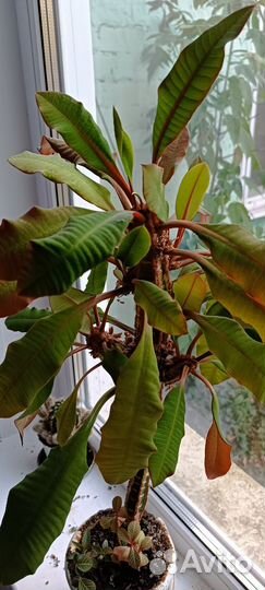 Молочай беложильчатый