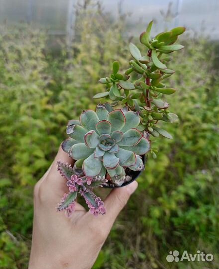 Суккуленты 2