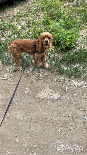Кокер спаниель