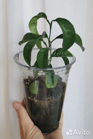 Саженцы мандарина