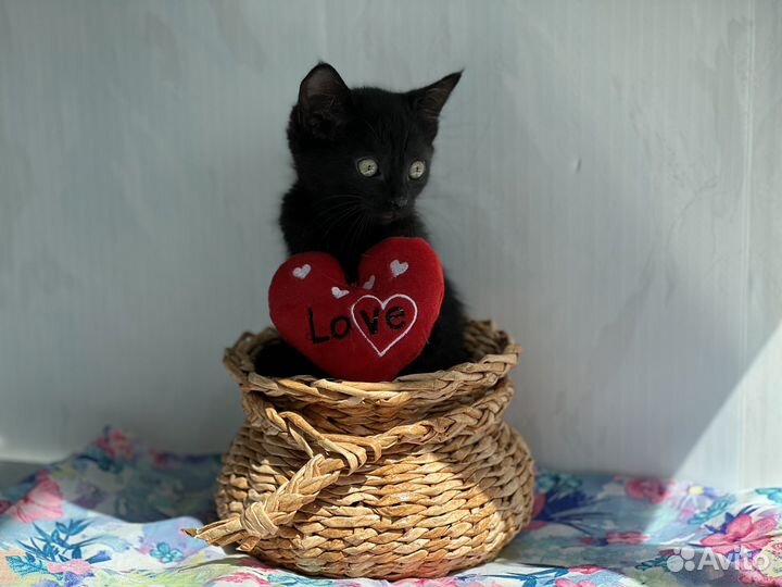 Котенок девочка черная короткошерстная