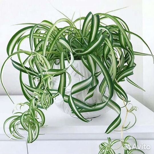 Хлорофитум кудрявый