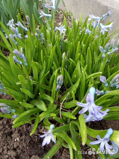 Гиацинт дикий