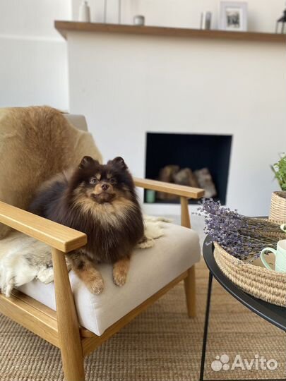 Померанский шпиц вязка кобель