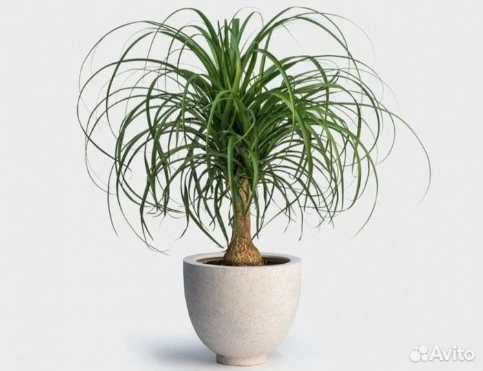 Бутылочное дерево (бокарнея нолина)