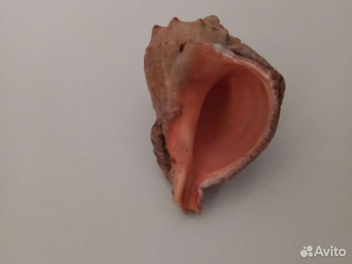 Ракушка морская сувенирная