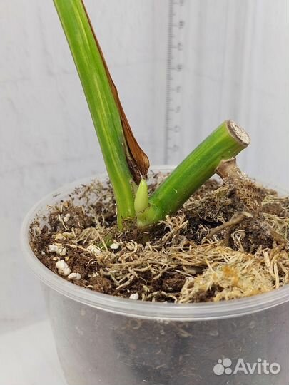 Монстера вариегатная жёлтая