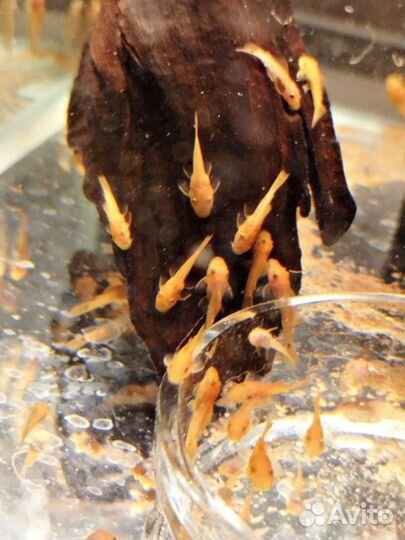 Скалярии, анциструс Супер ред