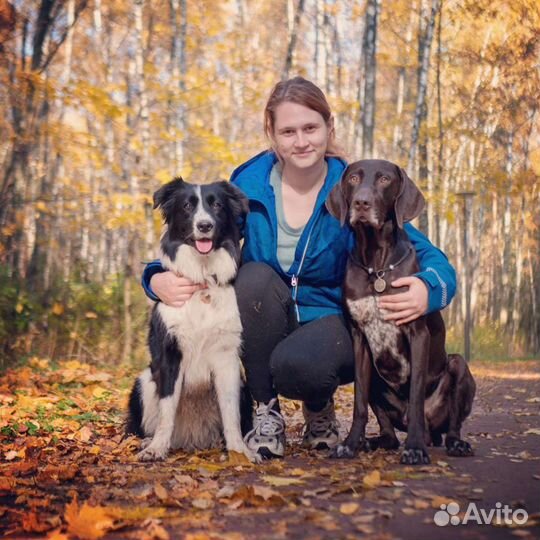 Передержка, кинолог, зоопсихолог