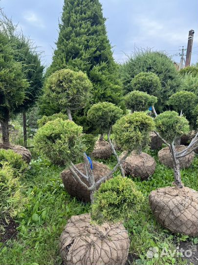 Можжевельник виргинский(бонсай)